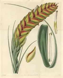 Airplant: Needleleaf airplant, Tillandsia setacea