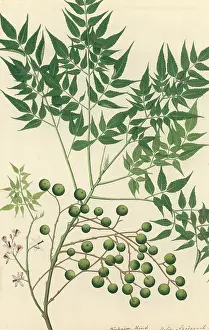 Terrarium: Neem Tree