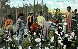 Orleans: Negro Cotton Pickers, USA