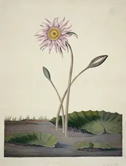 Fabidae: Nelumbo sp. lotus