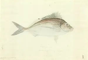 1754 1794: Nemadactylus macropterus, tarakihi