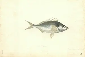 1754 1794: Nemadactylus macropterus, tarakihi