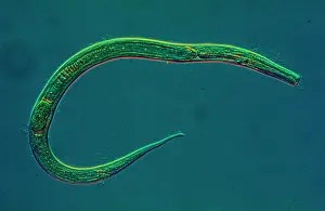 Nematode: Nematode worm