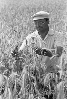 Examines: Nemchinovka experimental farm