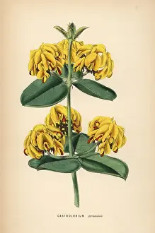Pyramidal: Nemcia pyramidalis