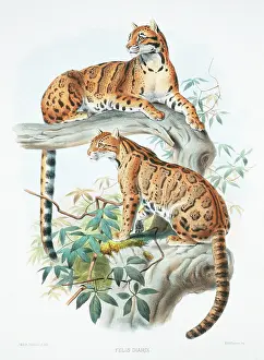 Giraud: Neofelis nebulosa diardi, clouded leopard