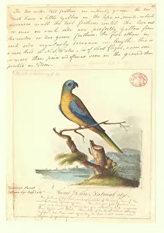 Pulchella: Neophema pulchella, turquoise parrot