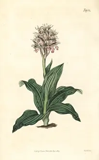 Acuminata: Neotinea lactea orchid