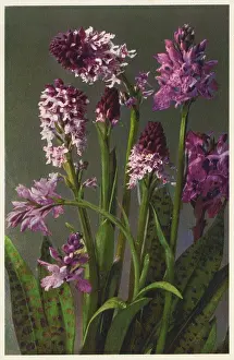 Orchis: Neotinea ustulata - burnt-tip orchid