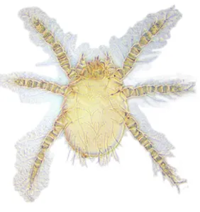 Scratch: Neotrombicula autumnalis, harvest mite