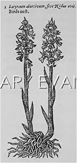 Avis: NEOTTIA NIDUS-AVIS