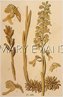 Avis: NEOTTIA NIDUS-AVIS