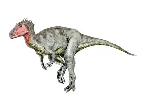 Allosauroid: Neovenator dinosaur