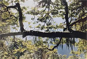 Annapurna: NEPAL/ANNAPURNA 3 TREE