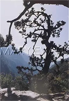 Annapurna: NEPAL/ANNAPURNA 4 TREE