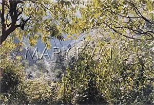 Annapurna: NEPAL/ANNAPURNA 6 TREES