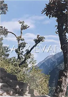 Annapurna: NEPAL/ANNAPURNA 7 TREES