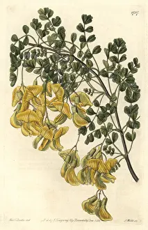 Nepalensis: Nepal bladder-senna, Colutea nepalensis