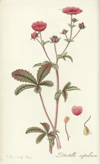William Blackwood: Nepal cinqufoil, Potentilla nepalensis