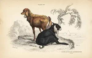 Nepalensis: Nepal goat and Egyptian goat