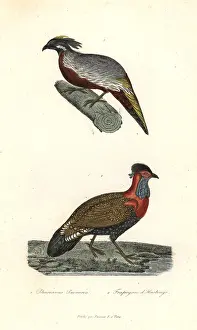 Complements: Nepal koklass and western tragopan