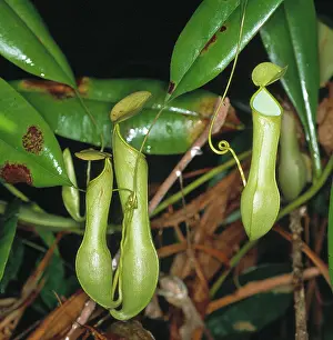 Nepenthes: Nepenthes sp. pitcher plant
