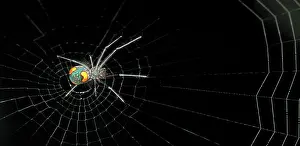 Araneae: Nephilengys malabarensis, orb-web spider
