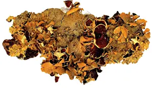 Bacteria: Nephroma sp. lichen