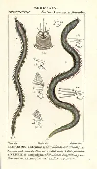 Giganteus: Nereids
