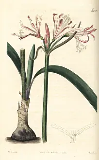 Nerine: Nerine humilis
