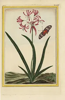 Nerine: Nerine undulata