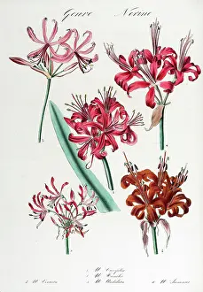 Regne: Nerine: six varieties