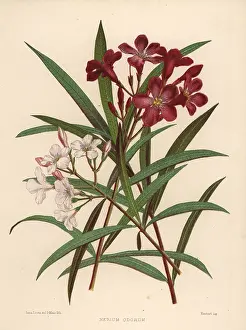 Ninian: Nerium or oleander, Nerium oleander