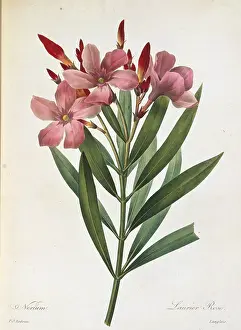 Fleurs: Nerium oleander, oleander