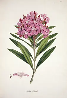 Sowerby: Nerium oleander, oleander