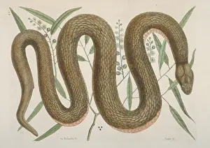 Colubrid: Nerodia erythrogaster, copperbelly snake