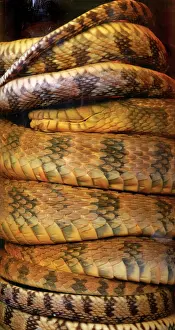 Scaled: Nerodia sipedon, water snake