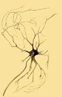 Nerve: Nerve Cell from Spinal Cord, Deiters, 1865