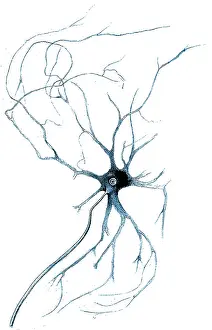 Nerve: Nerve Cell from Spinal Cord, Deiters, 1865