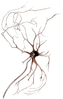 Nerve: Nerve Cell from Spinal Cord, Deiters, 1865