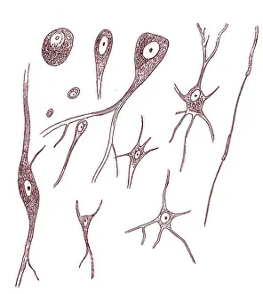 Nerve: Nerve Cell Types, Von Kolliker, 1852