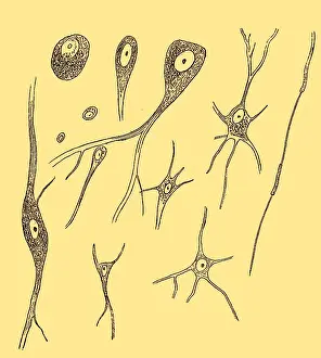 Nerve: Nerve Cell Types, Von Kolliker, 1852
