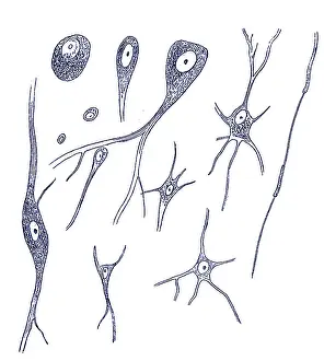 Nerve: Nerve Cell Types, Von Kolliker, 1852