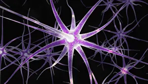 Nerve: Nerve Cells, Illustration