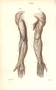 Leveille: Nerves to the arm and hand