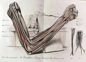 Leprosy: The nerves of the arm in Leprosy