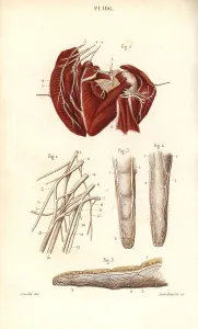 Plexus: Nerves to the brachial plexus and the finger