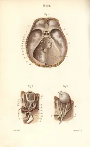 Leveille: Nerves in the skull and to the eye