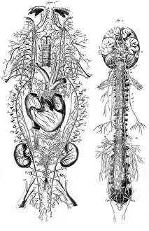 Nerves: NERVOUS SYSTEM 18TH C