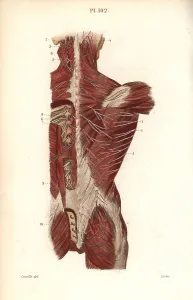 Leveille: Nervous system to the back